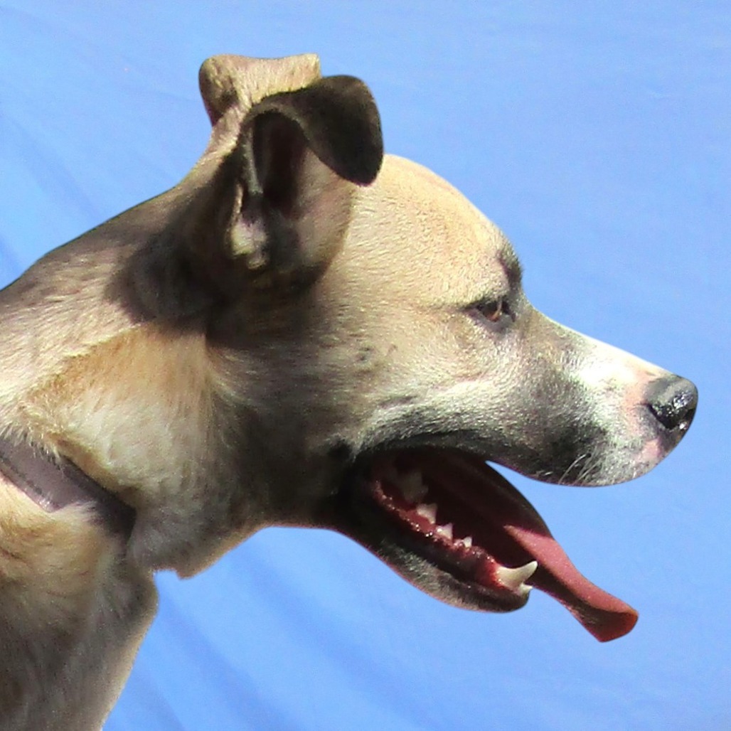 Daisy Lu, an adoptable Mixed Breed in Las Cruces, NM, 88012 | Photo Image 2