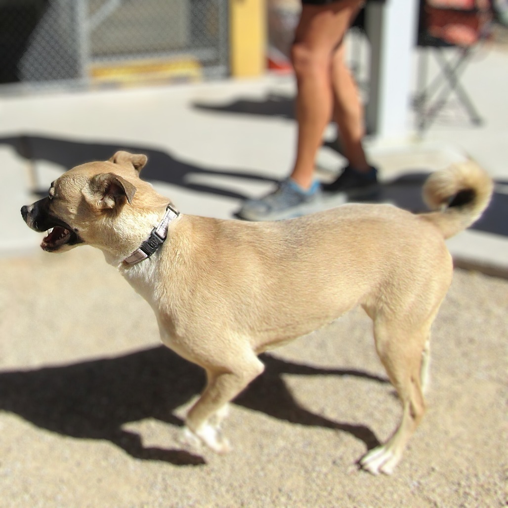 Daisy Lu, an adoptable Mixed Breed in Las Cruces, NM, 88012 | Photo Image 3