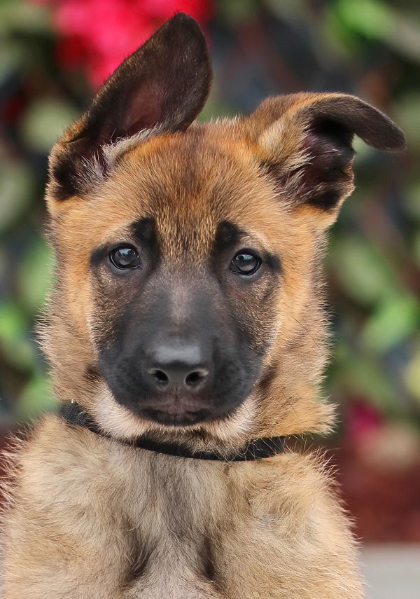 Honey Von Xena