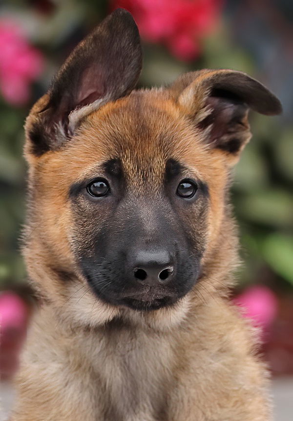 Honey Von Xena