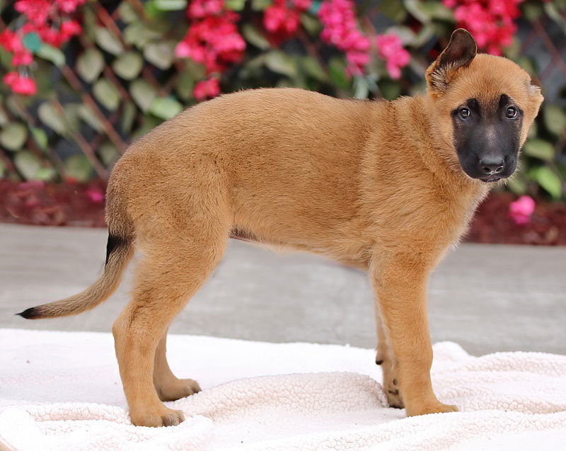Nova Von Xena