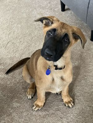 Meet Nova - A Shining Star Ready to Light Up Your Life Born February 25 2025 Breed German Shephe