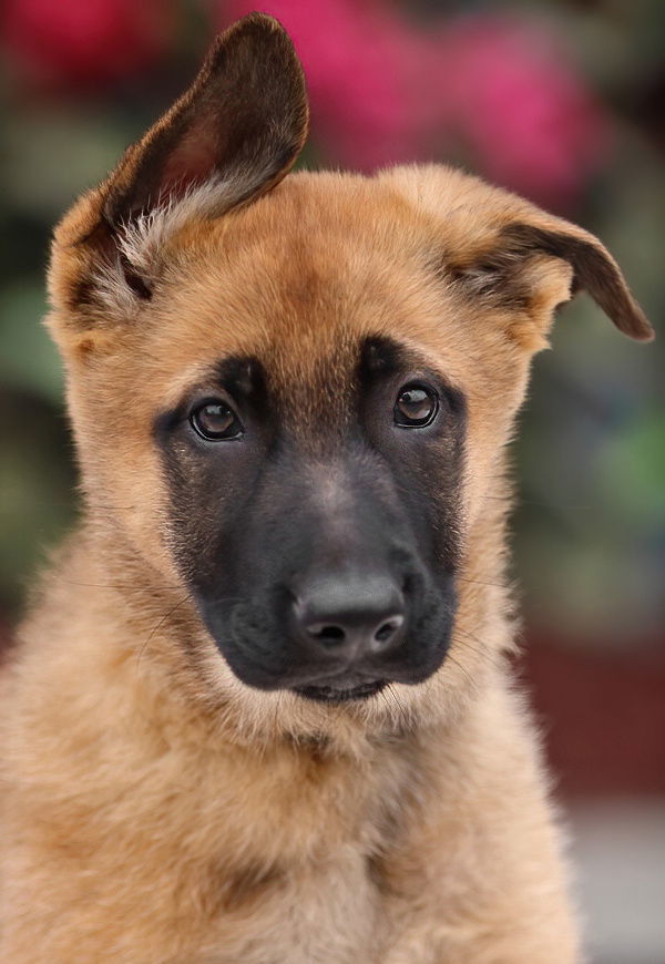 Nova Von Xena