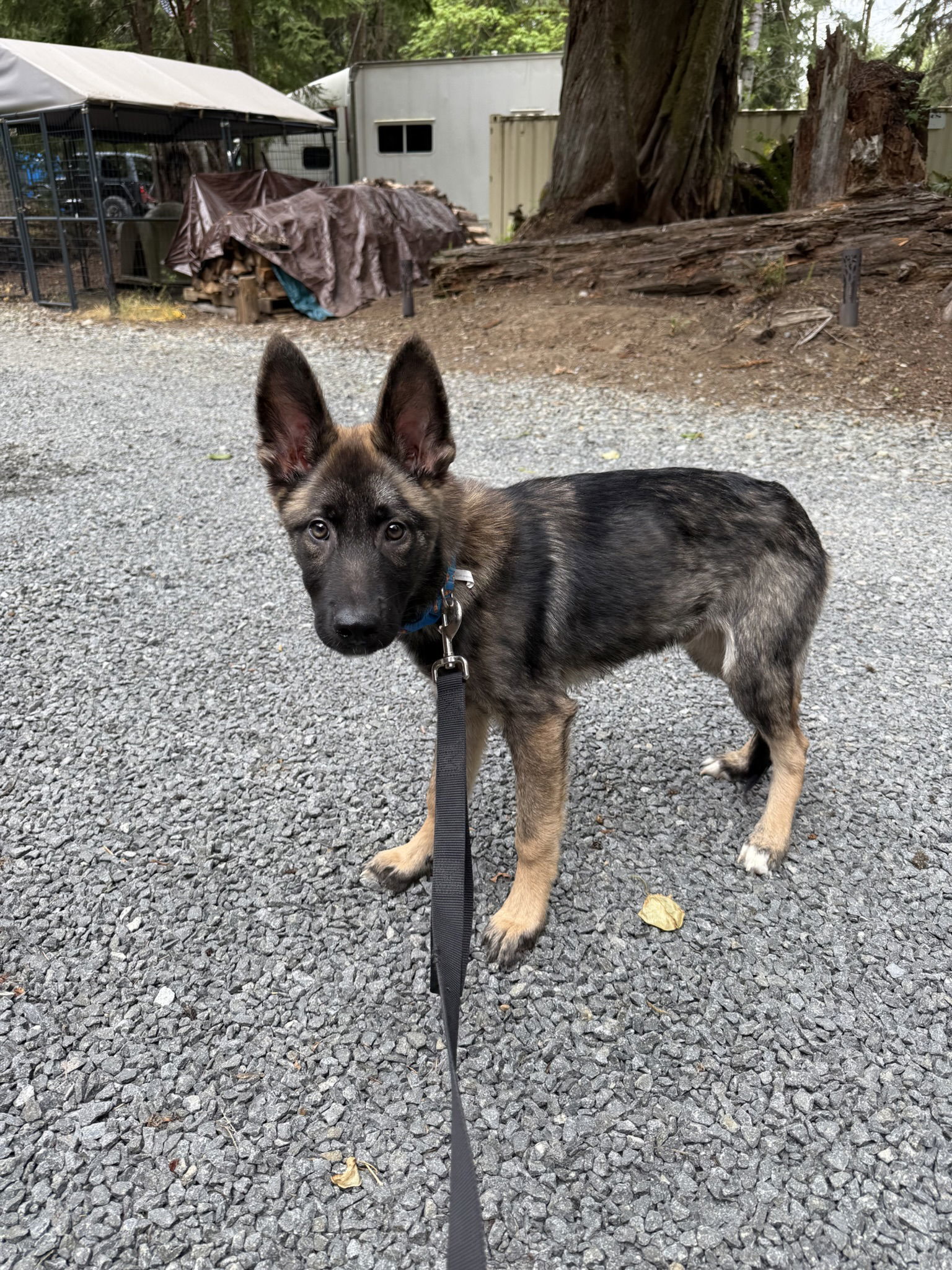 Zeus