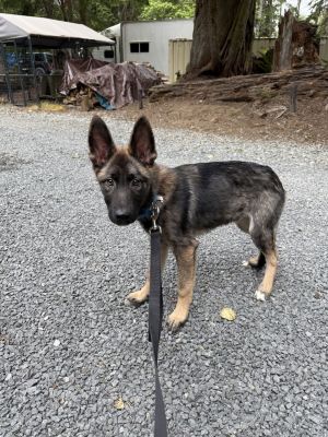 Meet Zeus - Your Next Adventure Buddy Zeus is a smart affectionate and playful pup whos ready to