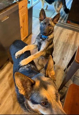 Meet Zeus - Your Next Adventure Buddy Zeus is a smart affectionate and playful pup whos ready to