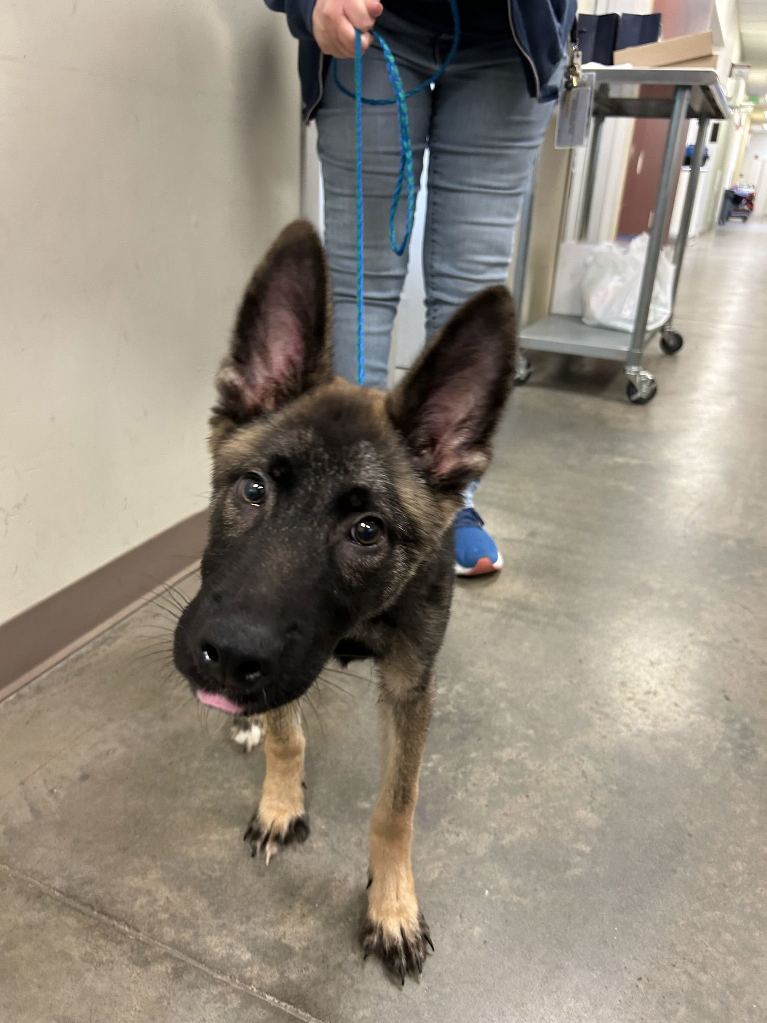 Zeus