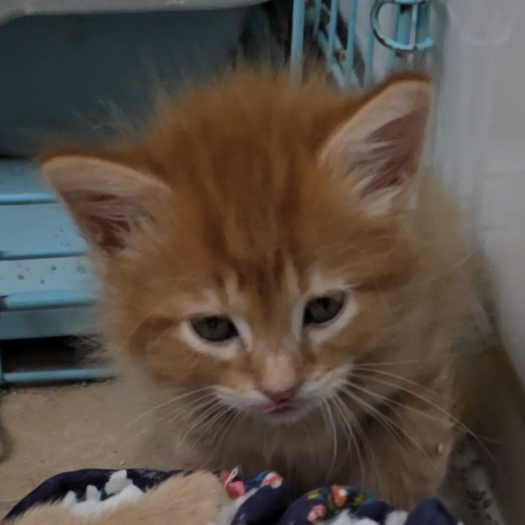 Cheddar