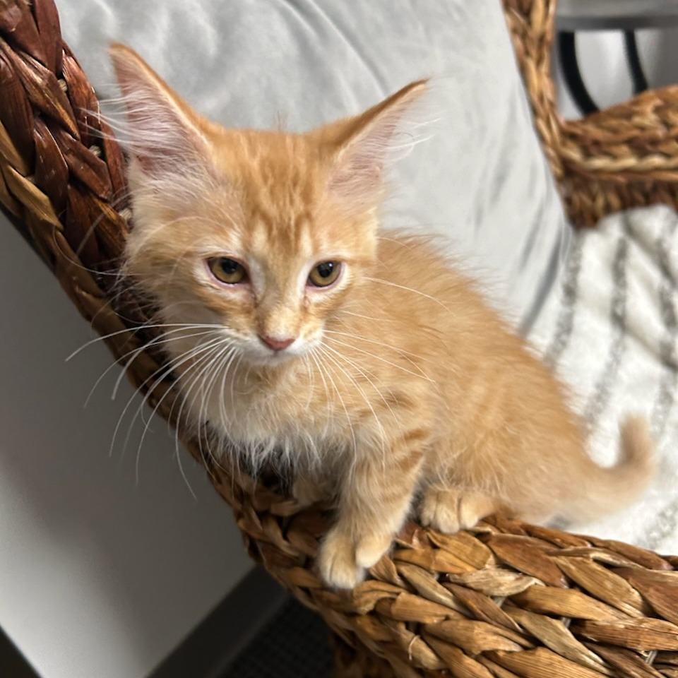 Cheddar