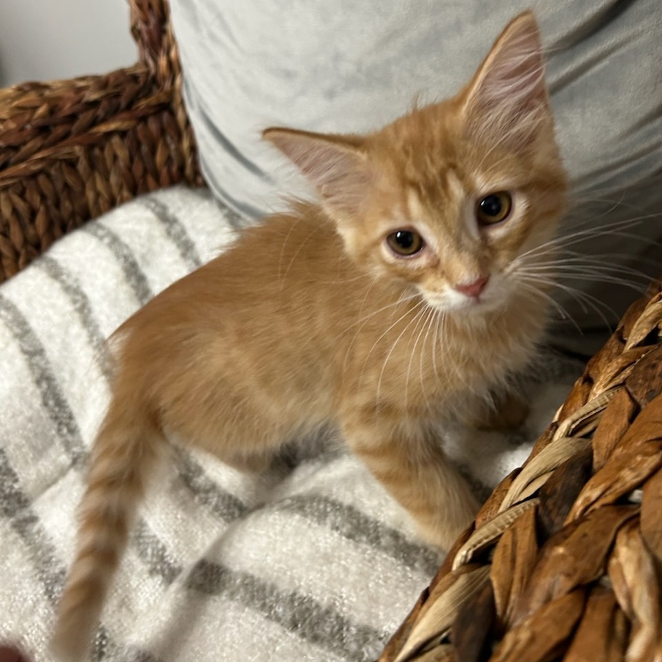 Cheddar