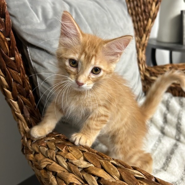 Cheddar