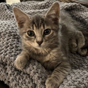 Meet Bunny - The Curious Explorer with a Gentle Heart Hi there Im Bunny a sweet little girl with 