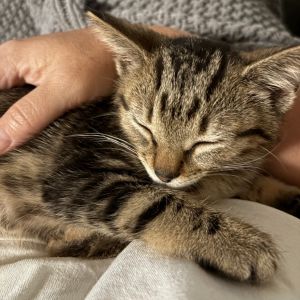 Meet Lily - The Laid-Back Sweetheart with a Curious Streak Hi Im Lily-a soft-spoken little lady wi