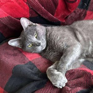 Meet Tyson From Street Tough to Snuggle Pro Tyson showed up at our colony like a Russian Blue James