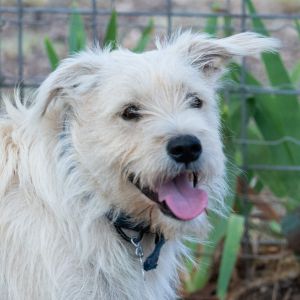 Titus, Adult Male Wheaten Terrier