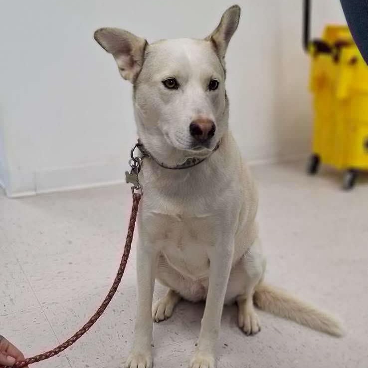 Marshmellow, an adoptable Husky, Mixed Breed in Garden City, KS, 67846 | Photo Image 1