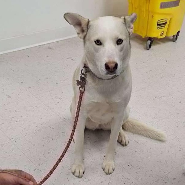Marshmellow, an adoptable Husky, Mixed Breed in Garden City, KS, 67846 | Photo Image 2
