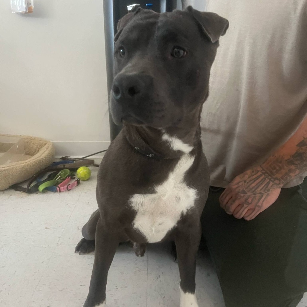 Yoshi, an adoptable Pit Bull Terrier in Garden City, KS, 67846 | Photo Image 1