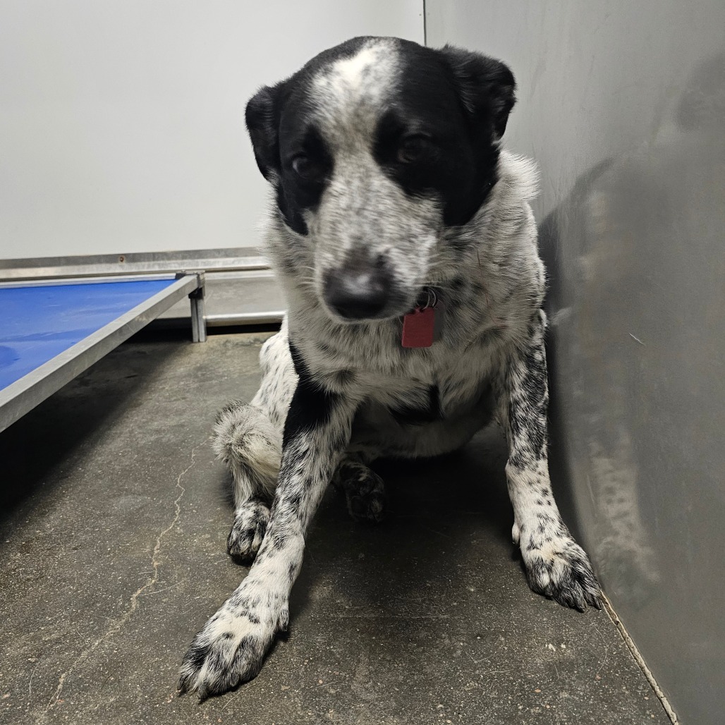 Molly, an adoptable Australian Cattle Dog / Blue Heeler in Garden City, KS, 67846 | Photo Image 1