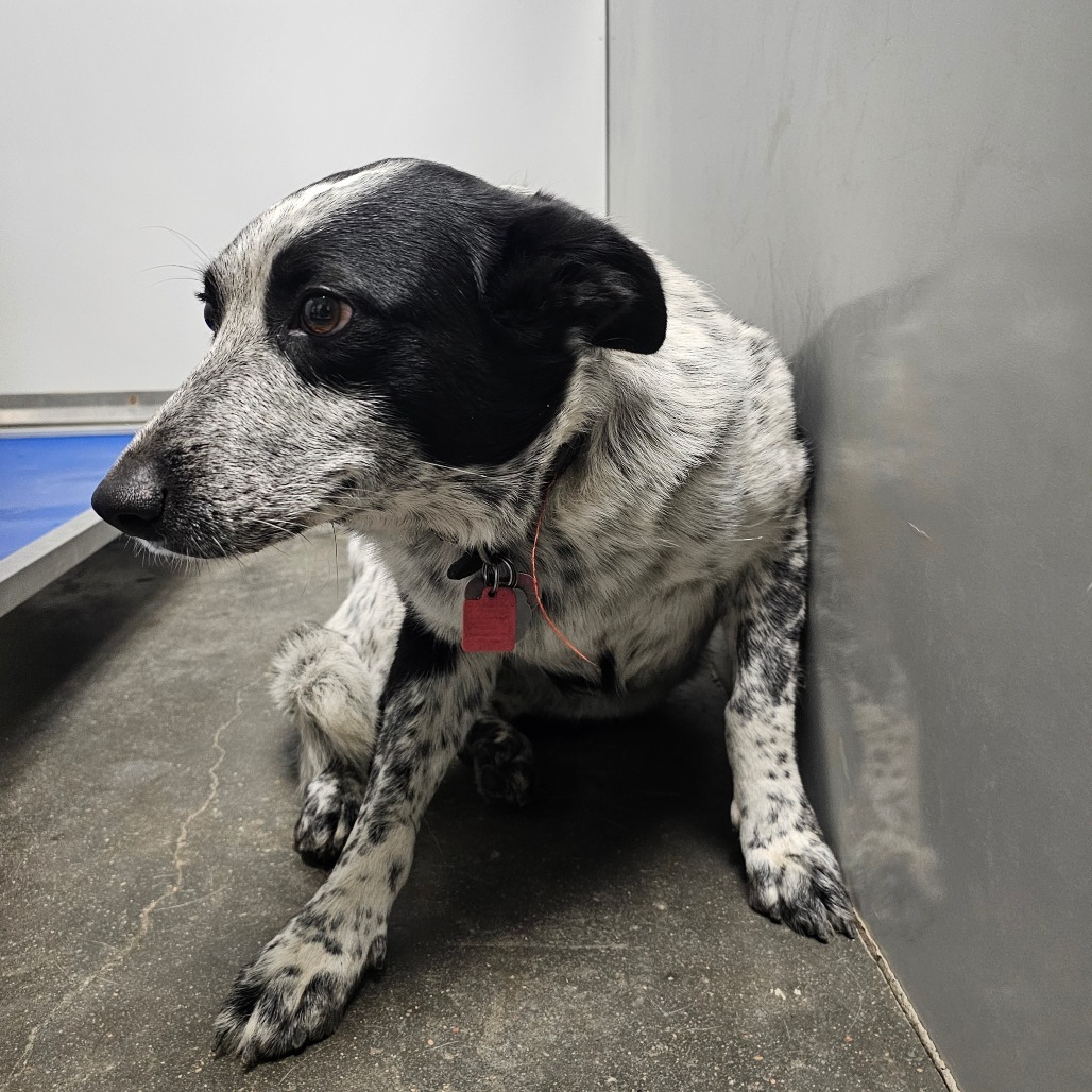 Molly, an adoptable Australian Cattle Dog / Blue Heeler in Garden City, KS, 67846 | Photo Image 2