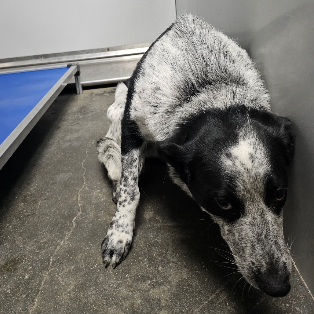 Molly, an adoptable Australian Cattle Dog / Blue Heeler in Garden City, KS, 67846 | Photo Image 3