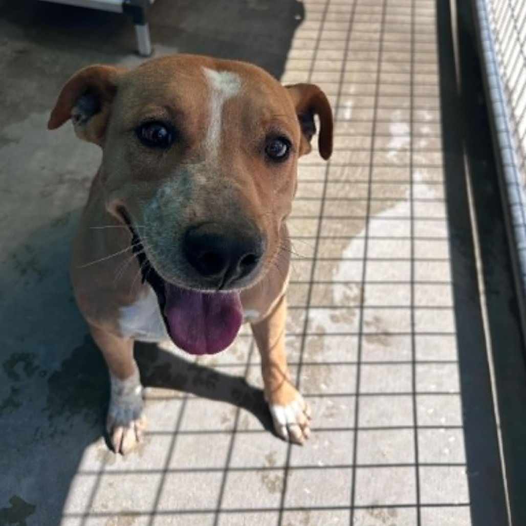 Shasta, an adoptable Pit Bull Terrier, Cattle Dog in Garden City, KS, 67846 | Photo Image 2