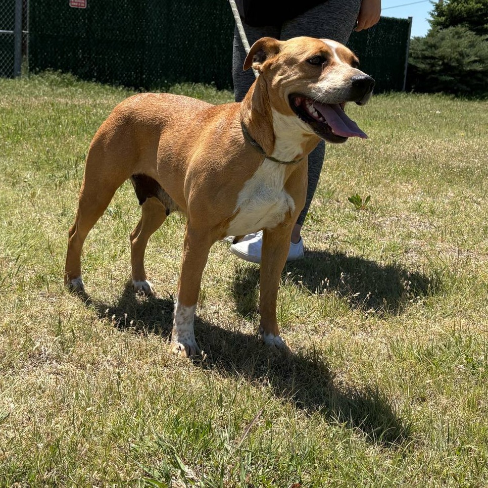 Shasta, an adoptable Pit Bull Terrier, Cattle Dog in Garden City, KS, 67846 | Photo Image 3