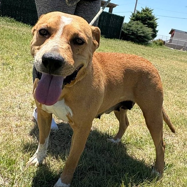 Shasta, an adoptable Pit Bull Terrier, Cattle Dog in Garden City, KS, 67846 | Photo Image 4