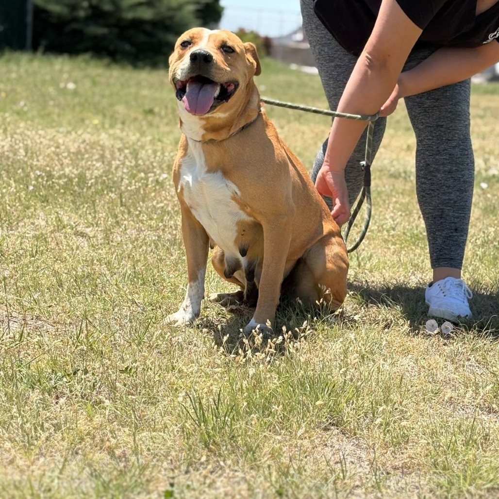 Shasta, an adoptable Pit Bull Terrier, Cattle Dog in Garden City, KS, 67846 | Photo Image 5