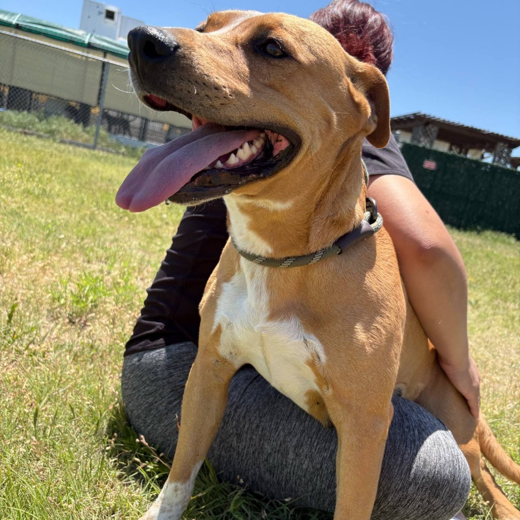 Shasta, an adoptable Pit Bull Terrier, Cattle Dog in Garden City, KS, 67846 | Photo Image 6