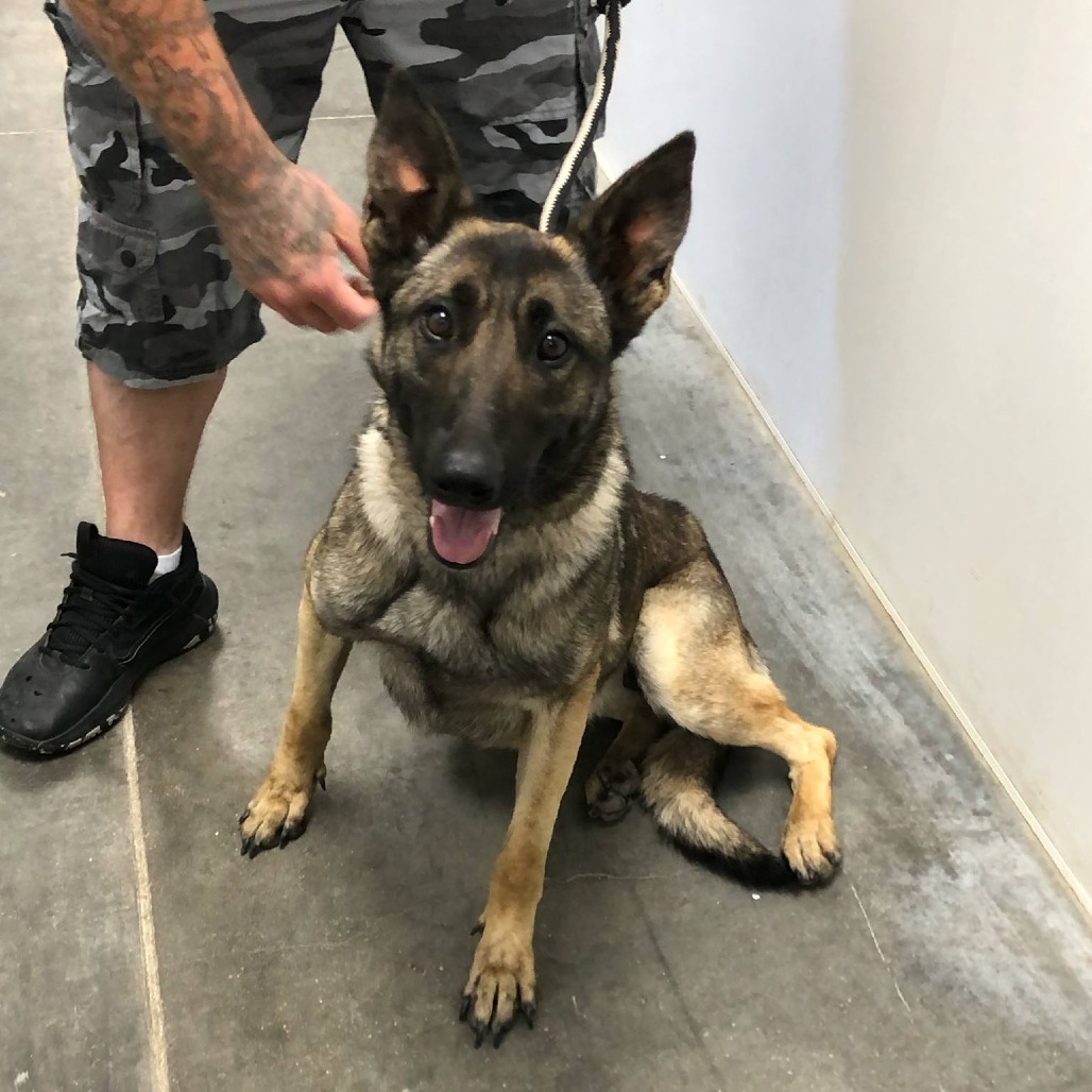Nissa, an adoptable German Shepherd Dog in Garden City, KS, 67846 | Photo Image 1