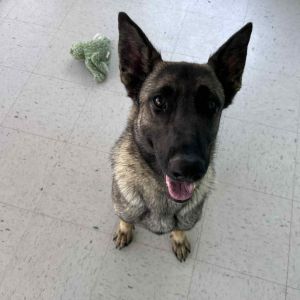 Nissa, Young Female German Shepherd Dog