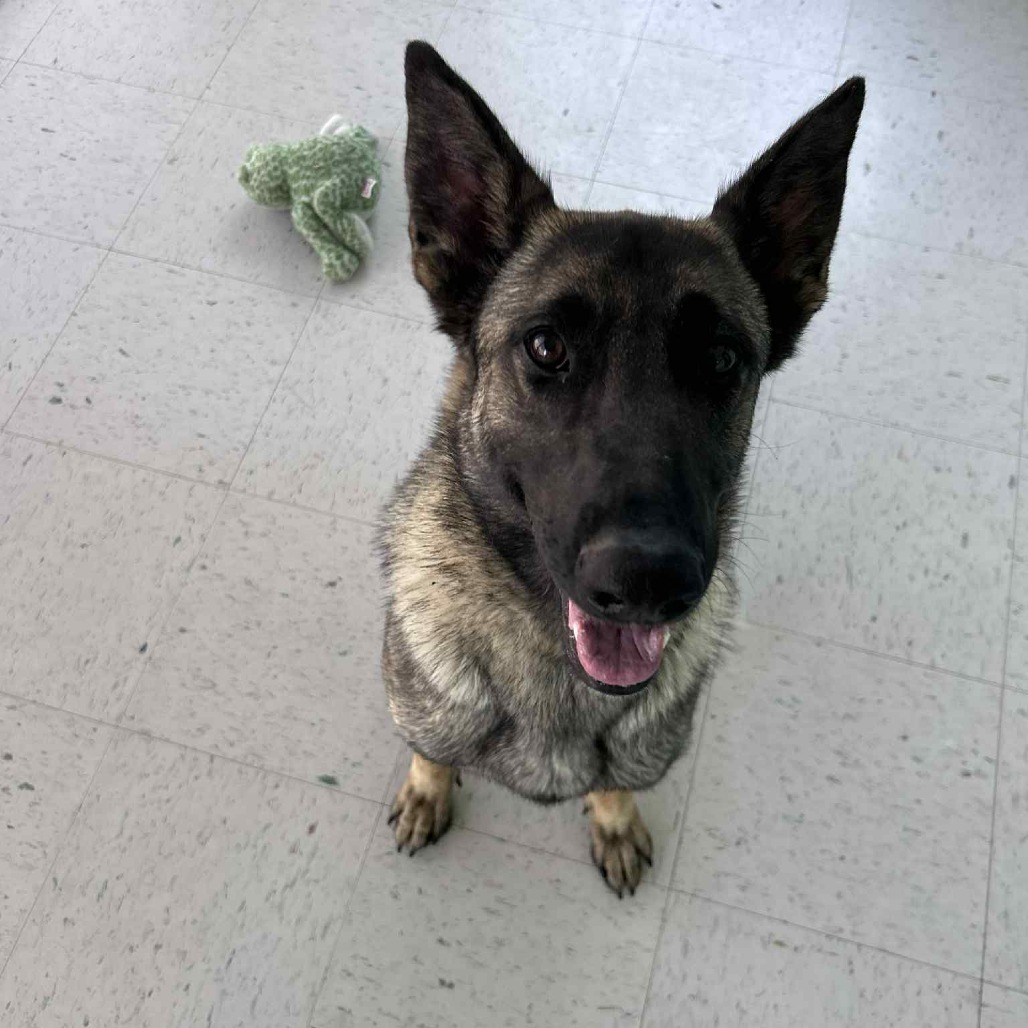 Nissa, an adoptable German Shepherd Dog in Garden City, KS, 67846 | Photo Image 1