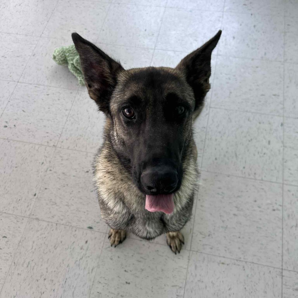 Nissa, an adoptable German Shepherd Dog in Garden City, KS, 67846 | Photo Image 3