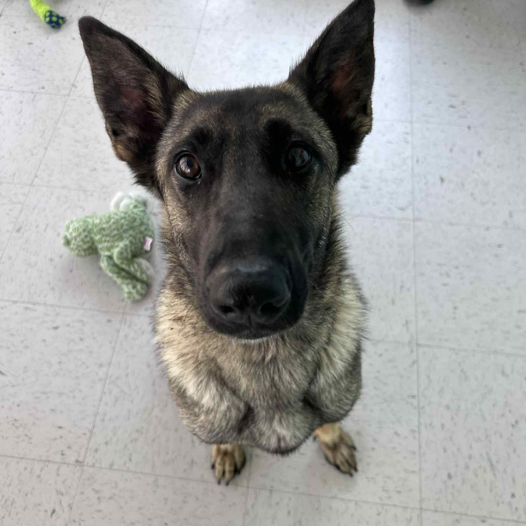 Nissa, an adoptable German Shepherd Dog in Garden City, KS, 67846 | Photo Image 4