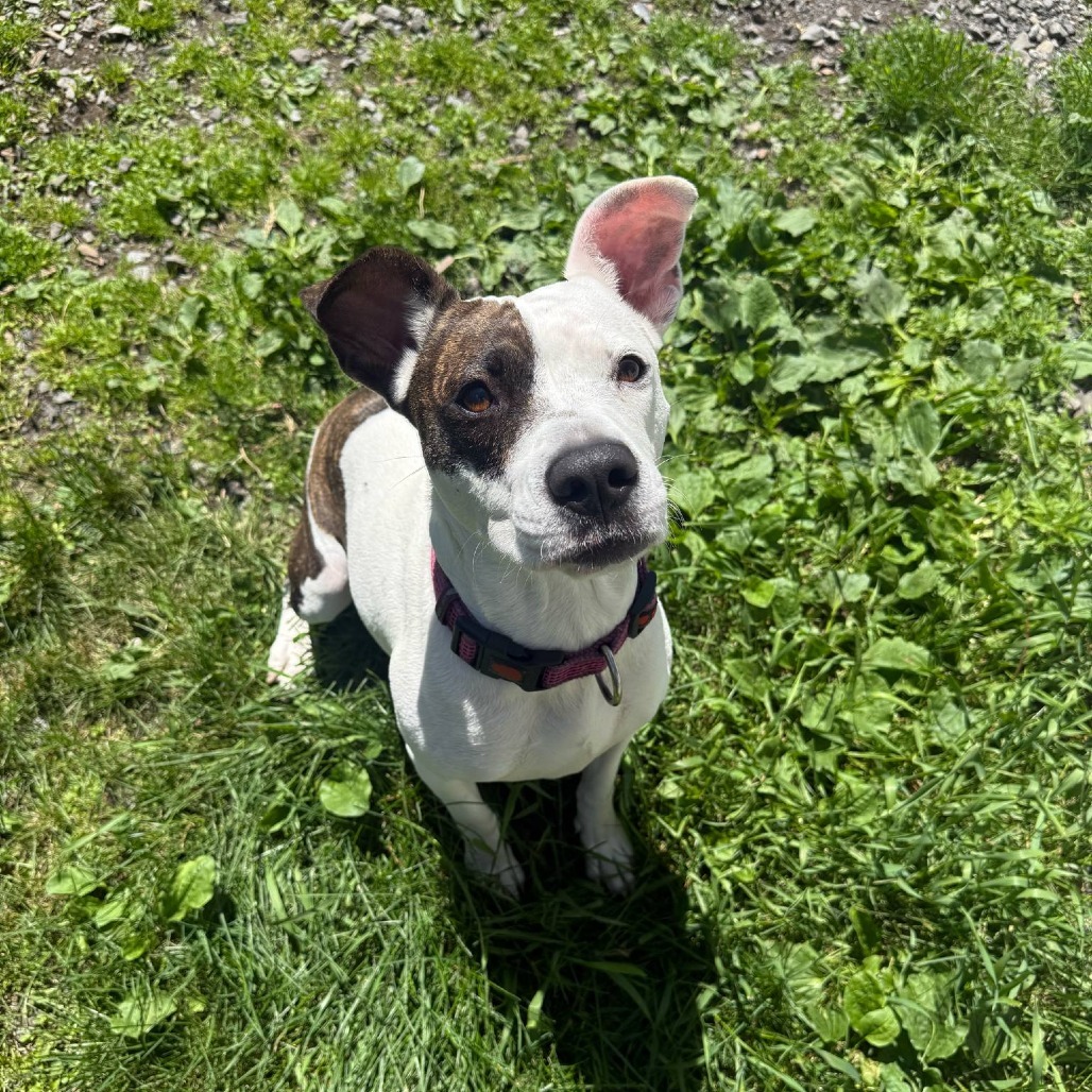 Dottie
