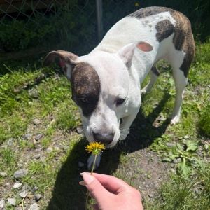 Dottie, Adult Female Pit Bull Terrier