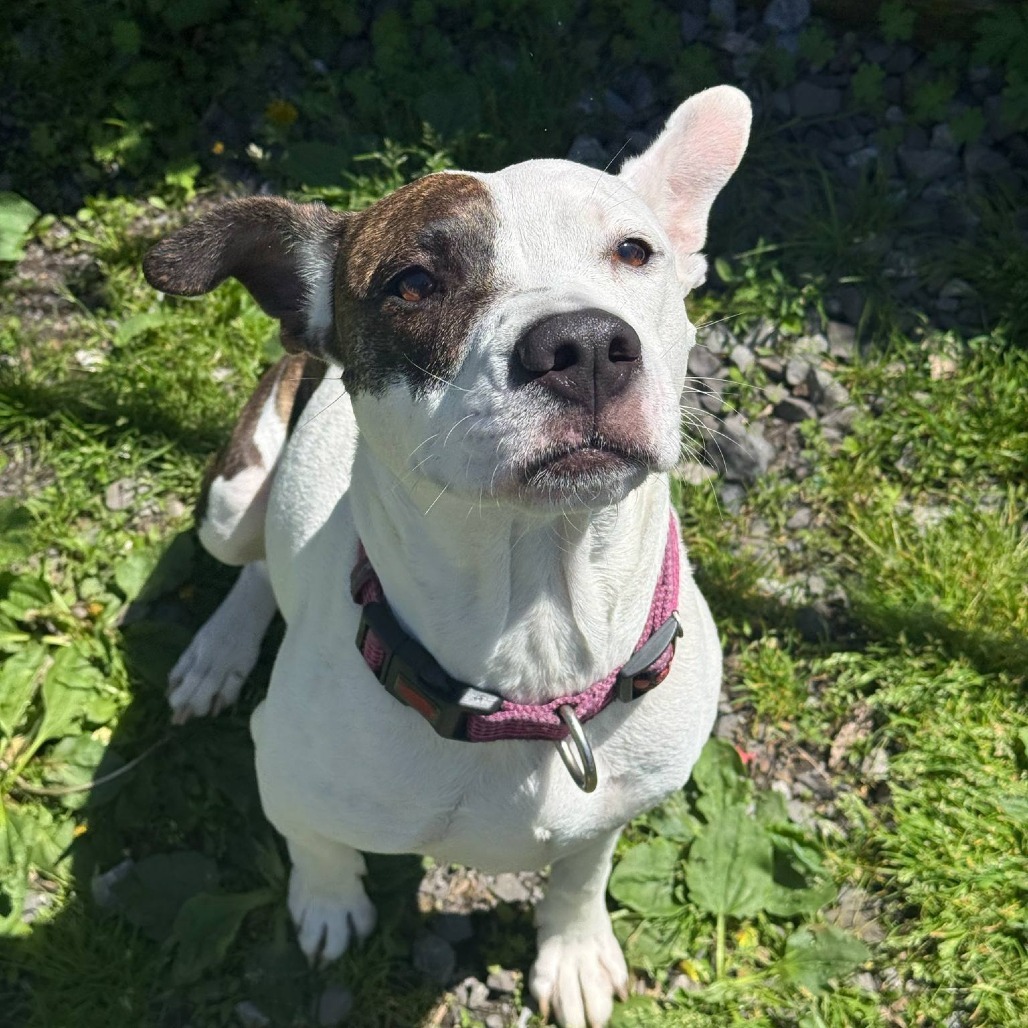 Dottie