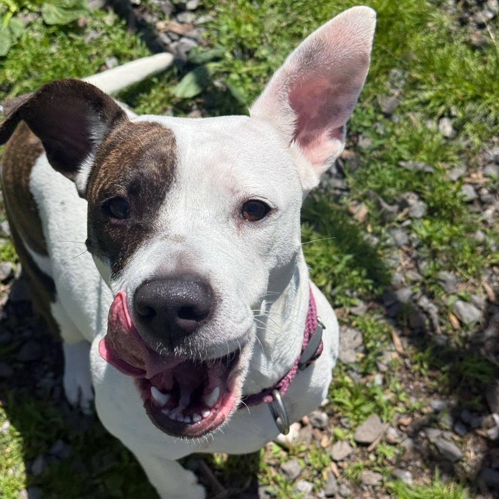 Dottie