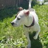 Dottie photo 4