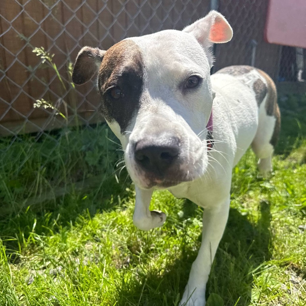 Dottie