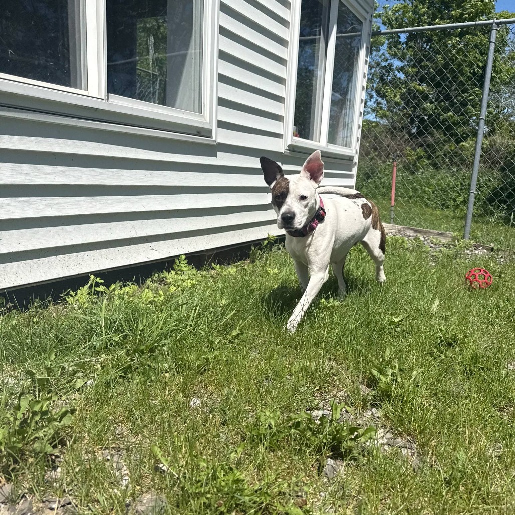 Dottie