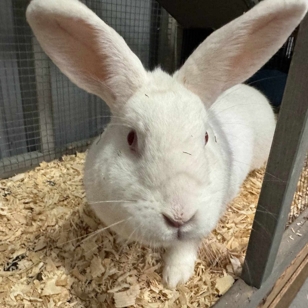 Bunny 132