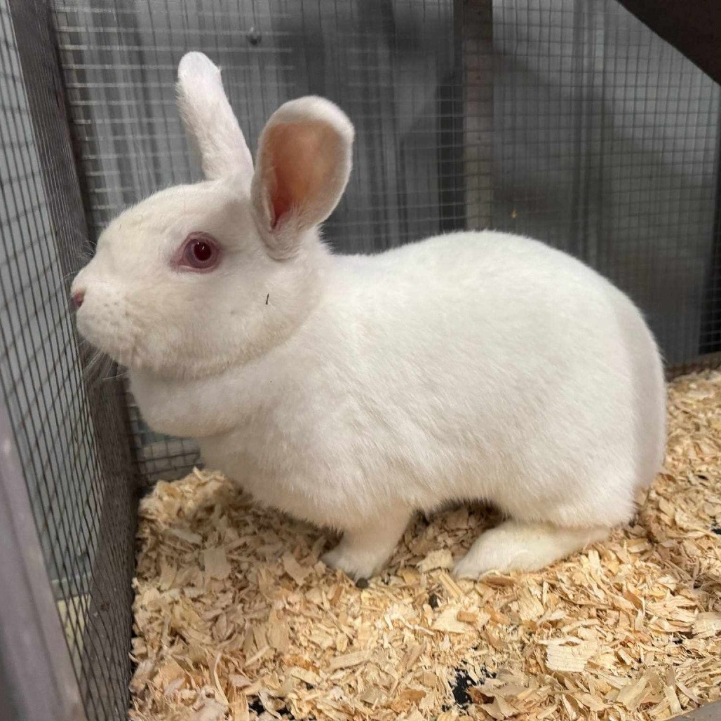 Bunny 132