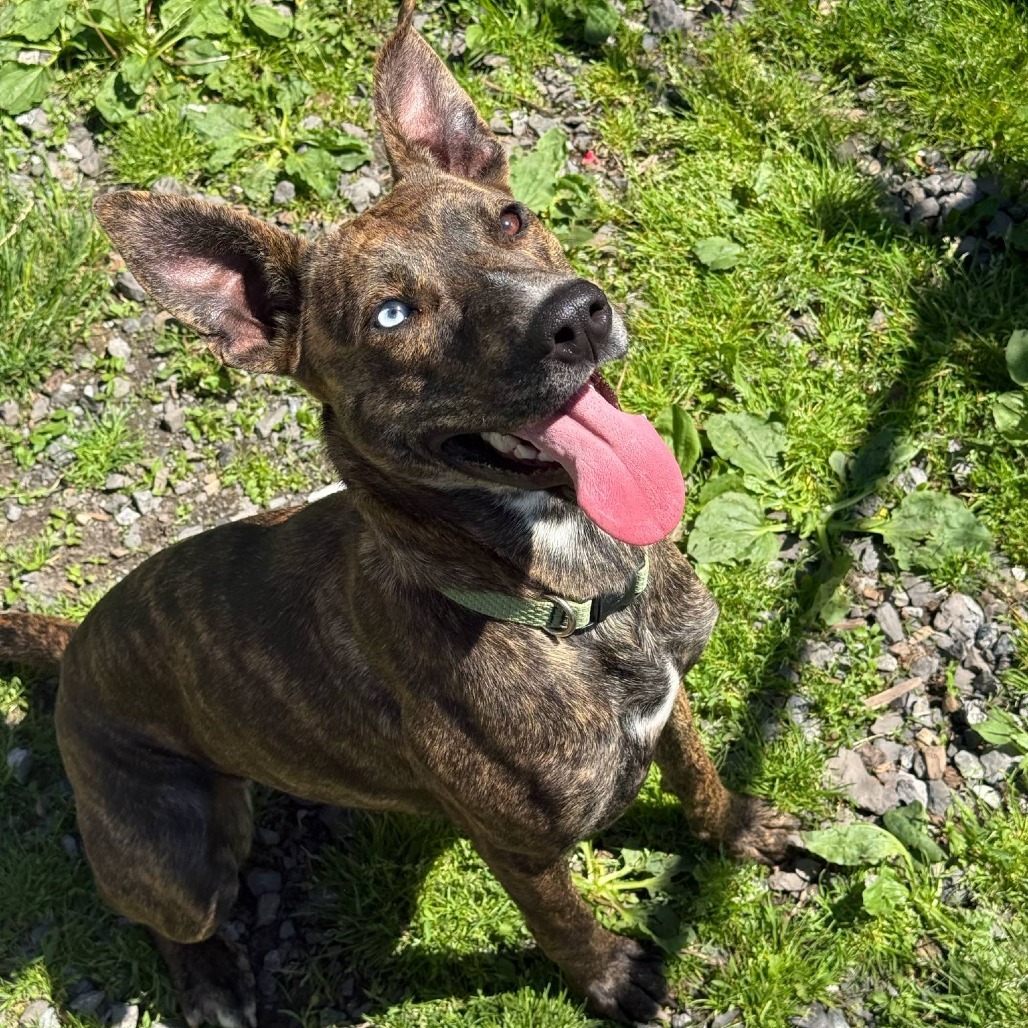 Skye