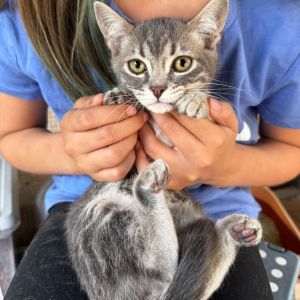 Say hello to Clyde an adorable gray tabby kitten with a gentle heart and a big 