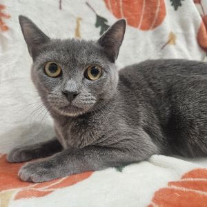 Meet Joana a quirky little queen with a goofy streak and a love for the finer things-like food and 