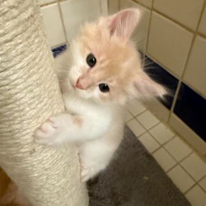 Meet Drizella the life of the party in a tiny kitten body This playful girl is