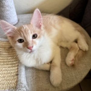 Meet Drizella the life of the party in a tiny kitten body This playful girl is