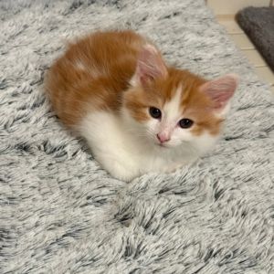 Introducing Fairy Godmother a magical little kitten with a wand made of whiskers and a heart full o